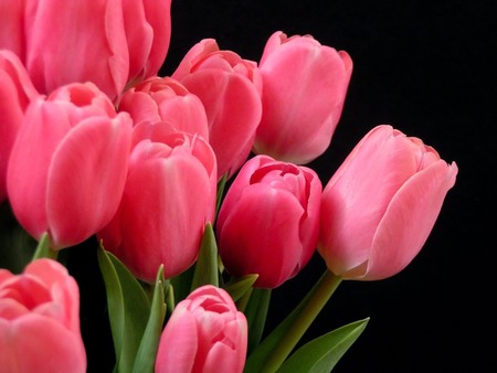 Beautiful tulips - beauty, pink, tulip, bouquet, flower