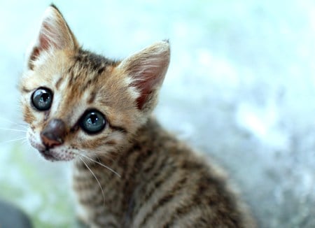 Heartbreaking - cute, cat, eyes, stripes