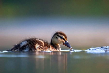 Duckling - cute, in water, picture, duckling