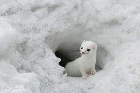 Little Cute Animal - white, animal, picture, in snow, cute, little