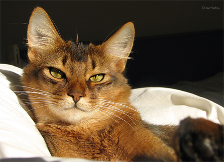 beautiful greeneyes - red tiger, greeneyes, resting, beautiful, cat