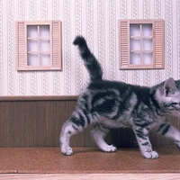 pretty kitty