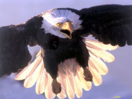 Eagle - bird, eagle, claw, beak