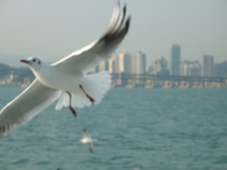 the flying dove - hyundae beach, blue ocean, dove, friendly