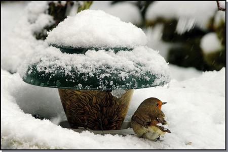 bird - bird, feeders, winter, cold, snow