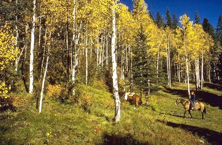 fall - fall, yellow, horses, riders, forest