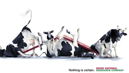 Cows - holstein, cows, funny, falling