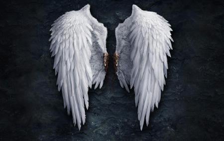 Wings - nice, white, angel, wings