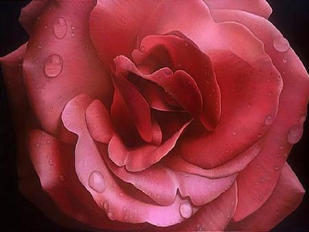 For My Little Sis Luiza - luiza, mauve, beautiful, painting, sister, rose, lovely