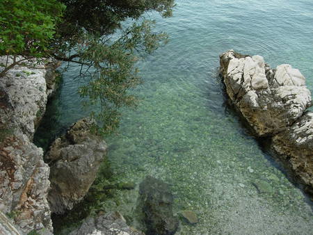 Calm Water - branches, still, pebbles, water, tree, rocks