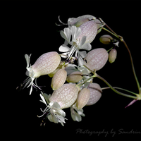Gorgeuse White Flowers