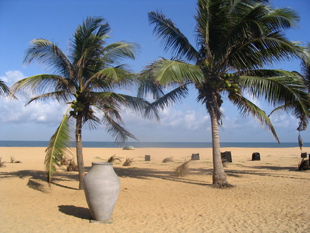 Negombo - palms, beach, sand, sri lanka