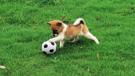 Adorable Puppy - beauty, nice, animals, paws, dog face, face, pretty, dog, dogs, green, football, cute, grass, puppy, adorable, ball, lovely, nature, beautiful, sweet, puppies