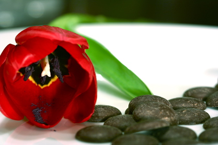 Tulip - nice, beauty, red tulip, red tulips, photography, tulips, lovely, still life, nature, pretty, red, beautiful, tulip, flowers, stones