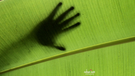 Man n Nature - banana, hand, shadow, leaf