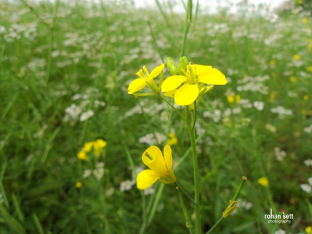 Betrayal - flowers, yellow, betrayal, nature