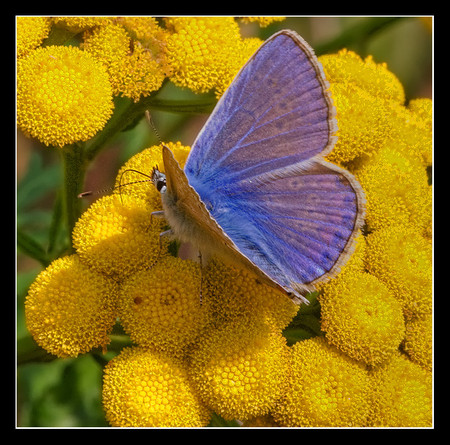 Blue velvet - icarus, popular, yellow, animals, blue, beautiful, velvet, butterflies