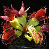 dionaea-muscipula-red-purple