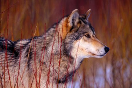 Looking For... - gray wolf, animal, dogs, dog, animals, wolves