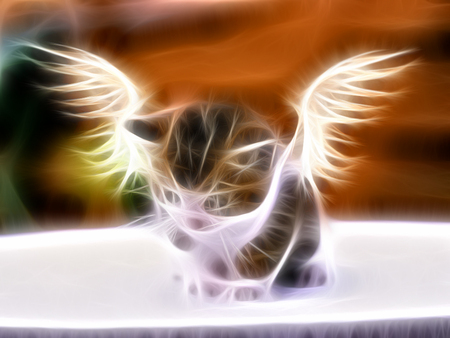 Angel Kitteh - angel, kitteh, cat, wings, citty