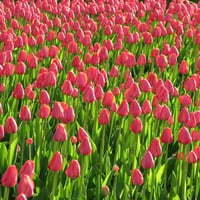 A field of pink tulips (for Luiza)