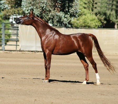 Danza Angelica - horses, oriental, chestnut, arabian