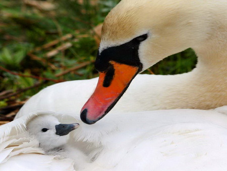 Loved - warm, safe, swans, mother, love, white feathers, young