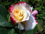 Flower rose