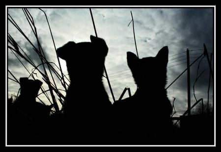 Watch the Skies - sky, silhouette, puppy, cat, animals, feline, dogs, canine, watching