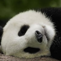 Sleeping Panda