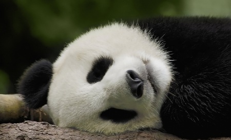 Sleeping Panda - ears, panda, bears, fur, black, nose, white, sleeping, animals