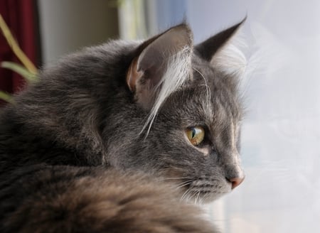 looking out - grey tiger, lookong out, beautiful, window, cat