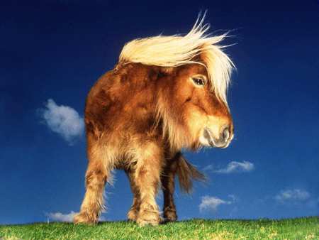 Sweet horse - horse, animal, pony, grass