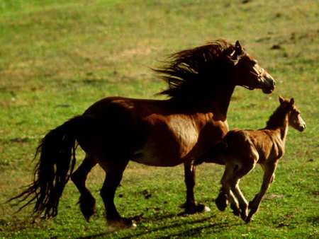 Mother and baby horse - horse, family, animal, pony, mother, grass