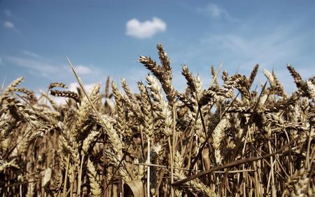 Grain plants - nature, sky, grains, grain plants, plants, photograph