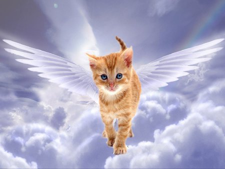 Kitty angel - animal, kitten, cloud, angel, cat, sky