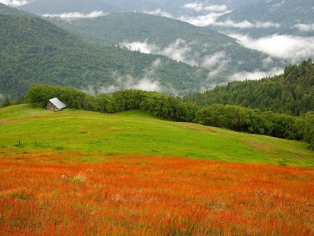 foggy mountain - fields, trees, mountain, landscape, fog, grass, shed