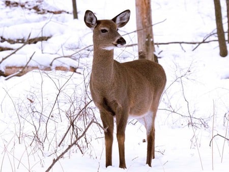 The Graceful Mother - bucks, baby deer, deer, female deer