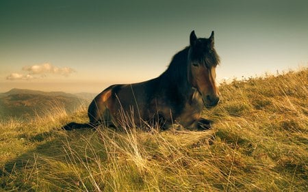 Nap - pony, meadow, nap, horses