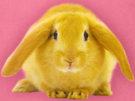 bunny for YellowForever - yellow, animals, funny, pets, bunny