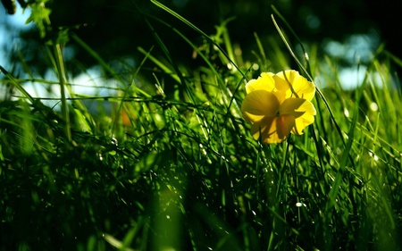 Morning dreams - morning, purity, yelow, grass, flower