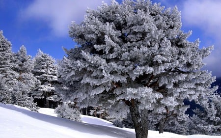 Rich winter tree - big tree, white, winter, nature, gorgeous, landscape, snow