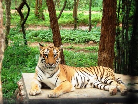 The South Chinese Tiger - kittens, leopards, cats, tigers