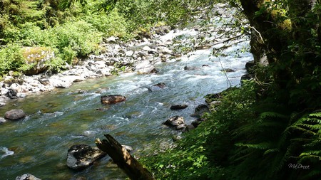 Stilliguamish River 2 - river, running, log, summer, tree, washington, rocks, ferns