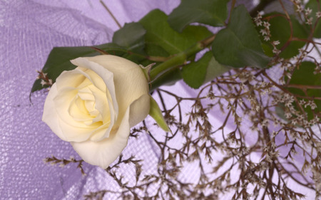 white rose for nine55rose - white, decoration, beautiful, one rose, still life, green leafs