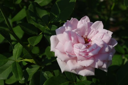 pink flower - nature, green, flower, pink