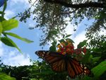 butterfly in he forests