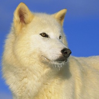 Artic White Wolf