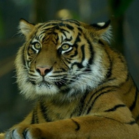 Beautiful Tiger