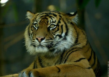 Beautiful Tiger - cat, cats, animal, tiger, lovely